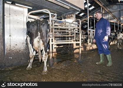 Farmer looking at one of his cows entering the gate of a fully automated milking robot