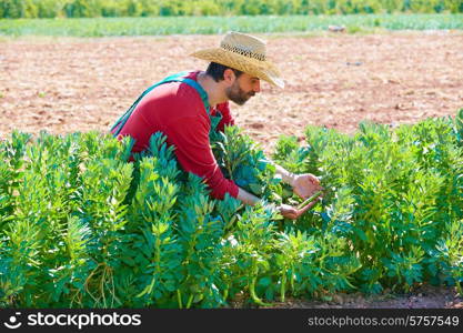 Farmer man harvesting lima beans in Mediterranean orchard field