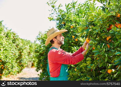 Farmer man harvesting oranges in an orange tree field