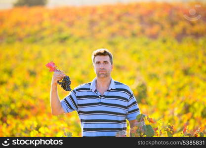 Farmer man in vineyard harvest autumn leaves in mediterranean field