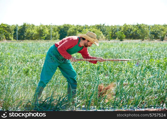 Farmer man working in onion orchard field with hoe tool