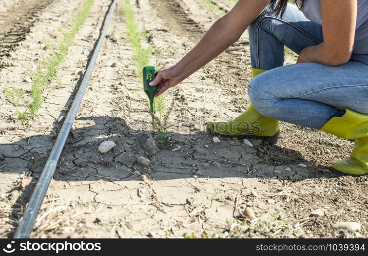 Farmer measure soil with digital device in fennel plantation. Sunny day