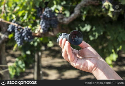 Farmer measures the sugar content of the grapes with refractometer. Device for measuring sugar in grape. Red grapes.