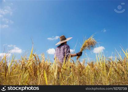 Farmer of harvest season stand back in field at sunlight with the blu sky background..