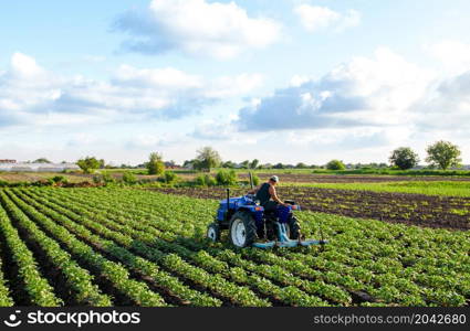 Farmer on a tractor cultivates a potato plantation. Agroindustry and agribusiness. Farm machinery. Plowing and loosening ground. Soil quality improvement. Plantation care. Agronomy. Farming landscape