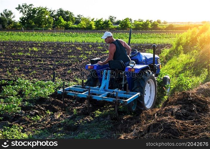 Farmer on a tractor cultivates a potato plantation. Plantation care. Farm machinery. Plowing and loosening ground. Soil quality improvement. Agronomy. Agroindustry and agribusiness. Farming landscape