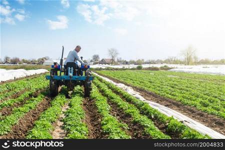 Farmer on a tractor loosens compacted soil between rows of potato bushes. Improving quality of ground to allow water and nitrogen air to pass through to roots. Crop care. Farming agricultural industry