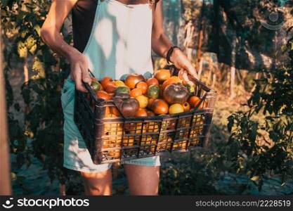farmer picking colorful organic tomatoes