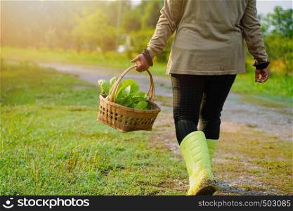 Farmer picking fresh organic vegetable in the basket from the farm for cooking healthy food