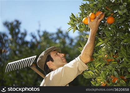 Farmer picking oranges