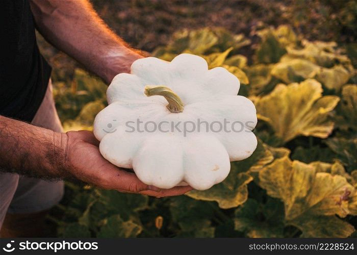 farmer picking pattypan squash on an organic farm