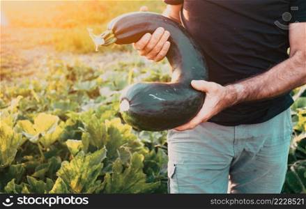 farmer picking zucchini on an organic farm