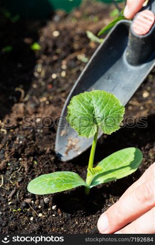Farmer planting a zucchini plant in an organic garden