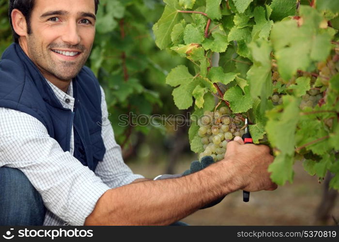Farmer pruning vine