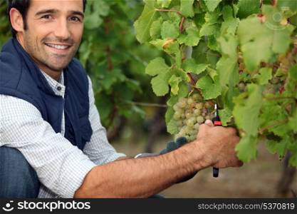 Farmer pruning vine