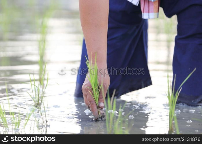 Farmer rice planting on water