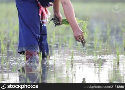Farmer rice planting on water
