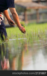 Farmer rice planting on water