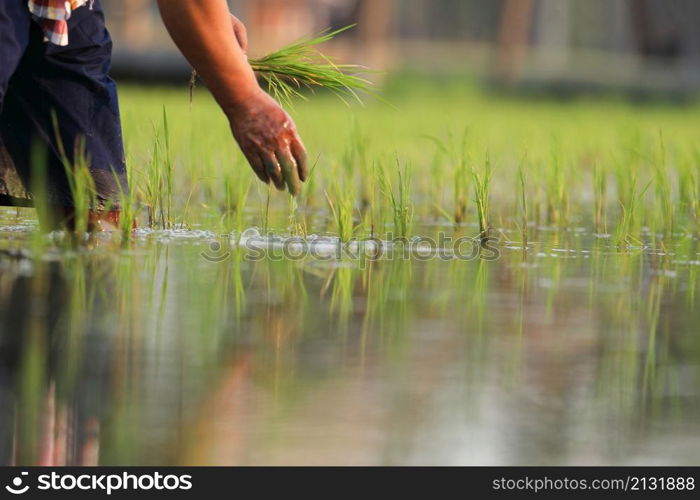 Farmer rice planting on water