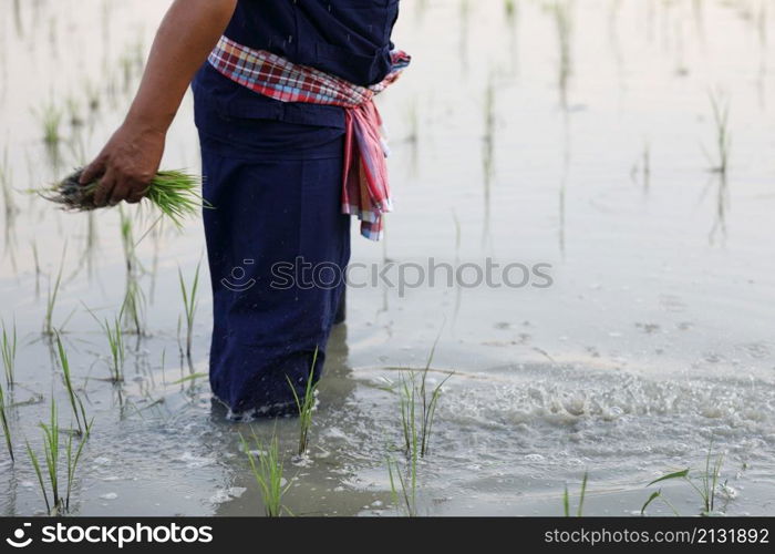 Farmer rice planting on water