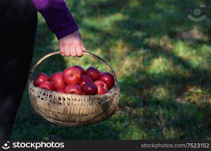 Farmer&rsquo;s Hands Hold A Large Basket Full Of Ripe Red Apples