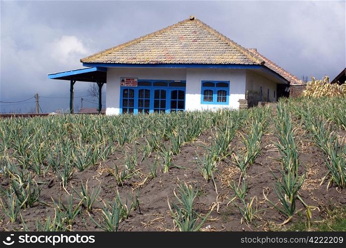 Farmer&rsquo;s house and field with green onion