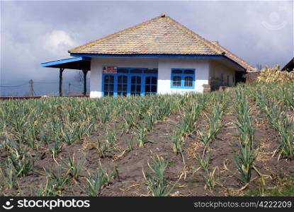 Farmer&rsquo;s house and field with green onion