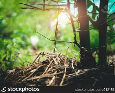 Farmer?s Way of Growing Natural Bamboos Covered with straw, moisturize the green plants. The morning sun shines with joy and looks happy.