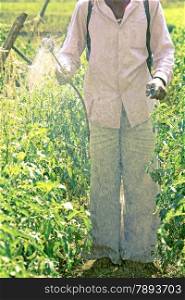 Farmer spraying fertilizer on crop