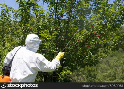 Farmer spraying pesticides or herbicides in an fruit orchard