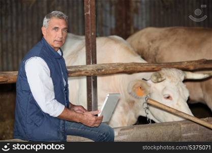 Farmer stood in cattle enclosure