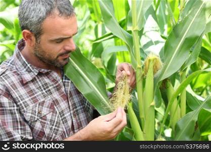 Farmer stood in corn field