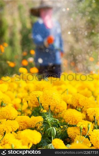 Farmer to water the Marigold and Cosmos are in bloom, Marigold and Cosmos are preventing the spread of Pest insects. Summer season. Thailand. Selective focus. Glitter background. Local wisdom concept.