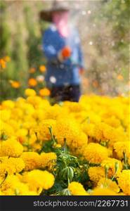 Farmer to water the Marigold and Cosmos are in bloom, Marigold and Cosmos are preventing the spread of Pest insects. Summer season. Thailand. Selective focus. Glitter background. Local wisdom concept.