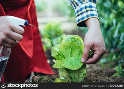 farmer watering a lettuce plant in an organic farming field