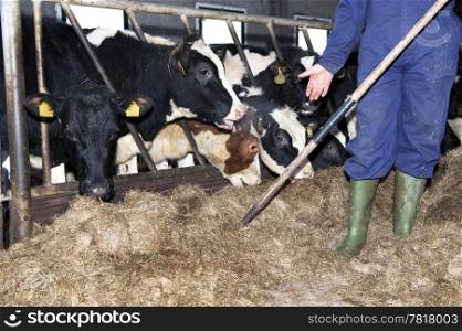 Farmer wearing overalls feeding heifer in a stable
