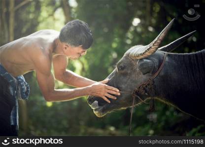 Farmer with buffalo look at the eyes / Asia man farmer give love for his buffalo water in field countryside - Care love animal engagement owner