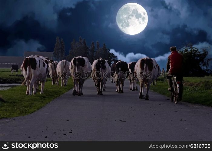 Farmer with his cows on a countryroad in the Netherlands at night