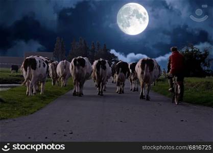 Farmer with his cows on a countryroad in the Netherlands at night