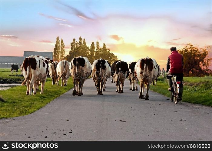 Farmer with his cows on a countryroad in the Netherlands at sunset