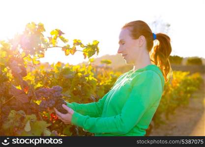 Farmer woman in vineyard harvest autumn leaves in mediterranean field sunset