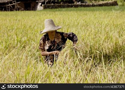 Farmer working in a rice paddy field, Xingping, Yangshuo, Guangxi Province, China