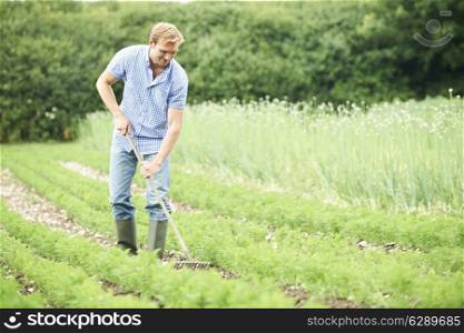 Farmer Working In Organic Farm Field Raking Carrots