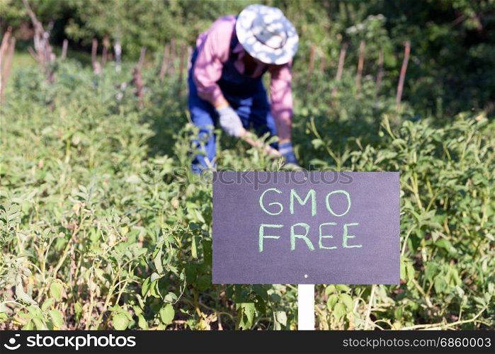 Farmer working in the non-genetically modified vegetable garden