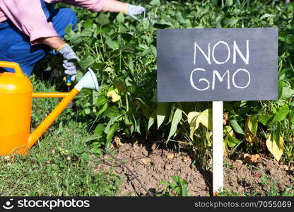 Farmer working in the non-genetically modified vegetable garden