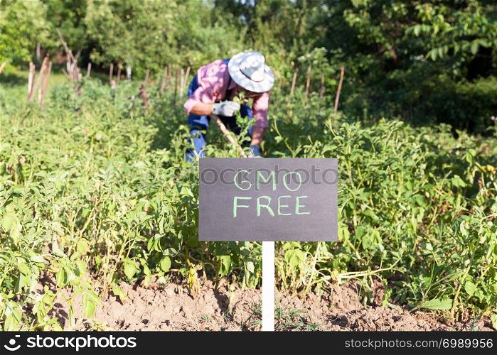 Farmer working in the non GMO vegetable garden