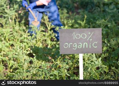 Farmer working in the organic vegetable garden