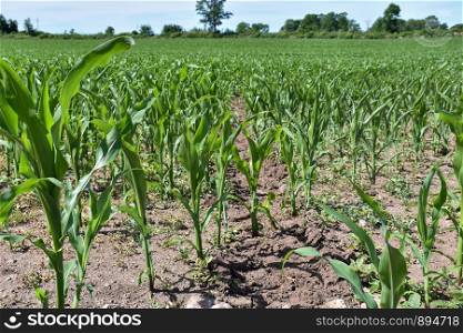 Farmers bright and sunlit corn field in a low perspective image