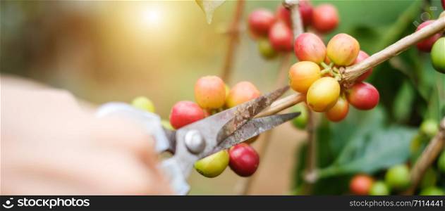 farmers cutting branch of cherry Coffee, red or ripe arabica berries. Harvesting, agriculture, plantation concepts