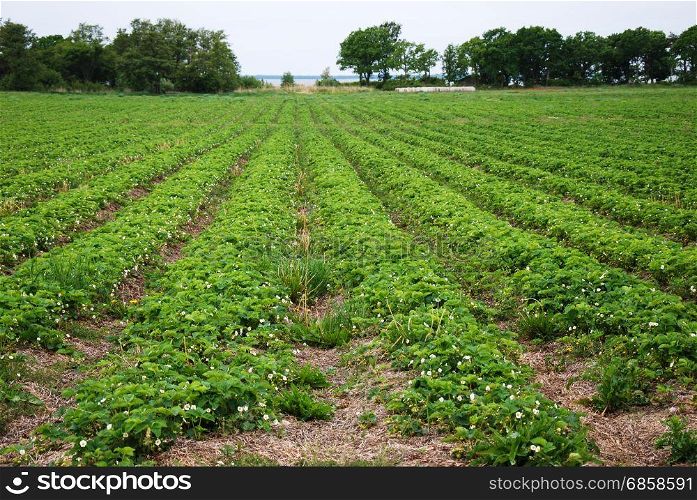 Farmers field with blossom strawberries plants in rows